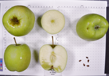 Click for 2 image(s) for this accession. FRUIT